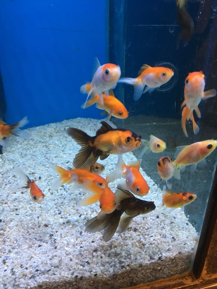 Onze vissen wachten op u in onze dierenwinkel in Middelburg