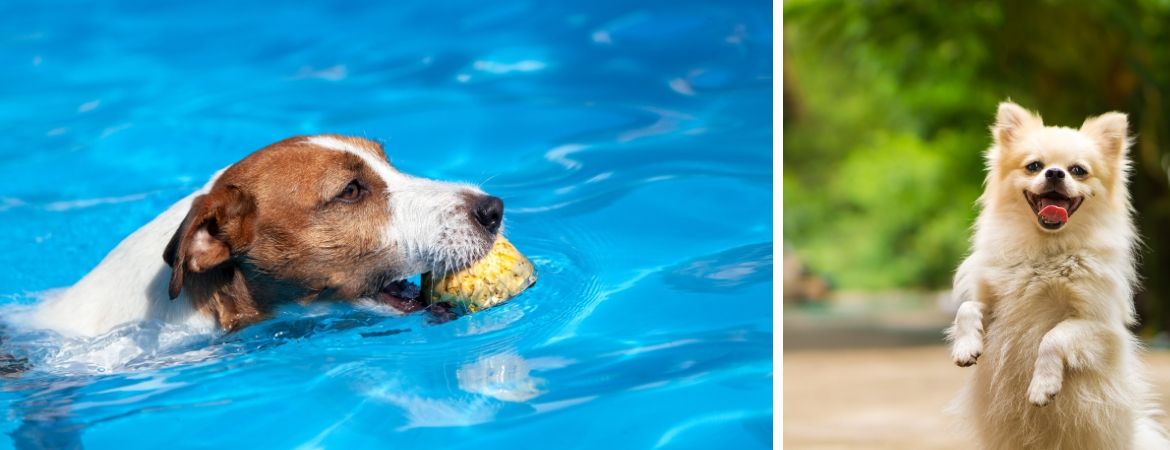 Alles voor uw hond koopt u bij GroenRijk Middelburg