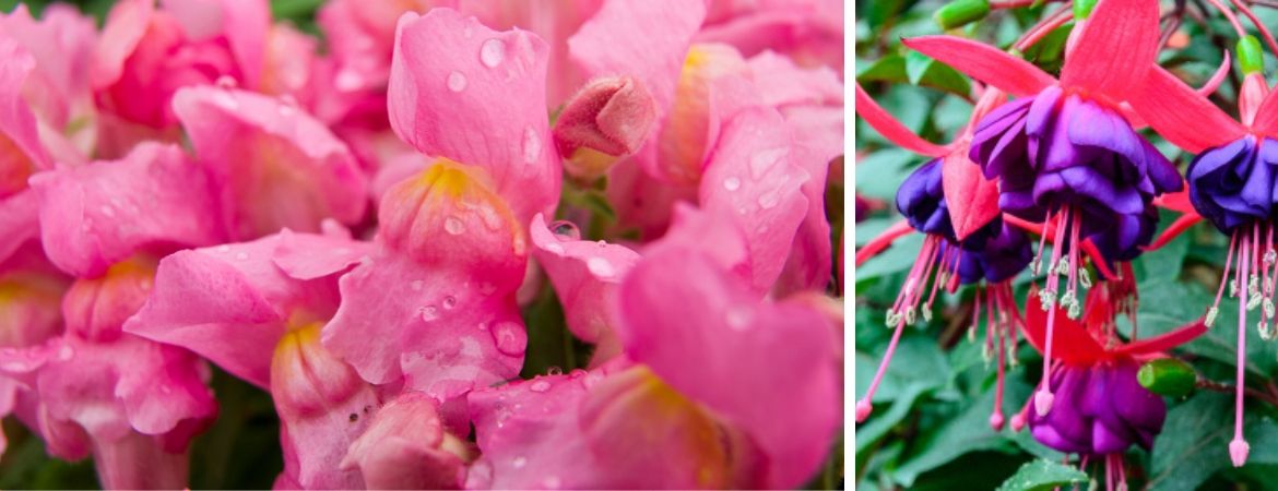 Eénjarige planten | GroenRijk Middelburg