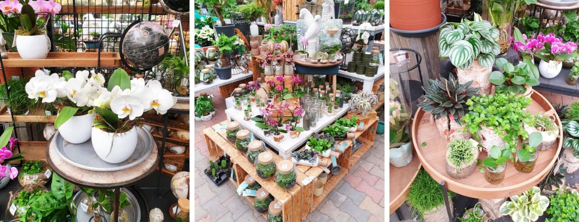 Plantenarrangementen koopt u bij GroenRijk Middelburg