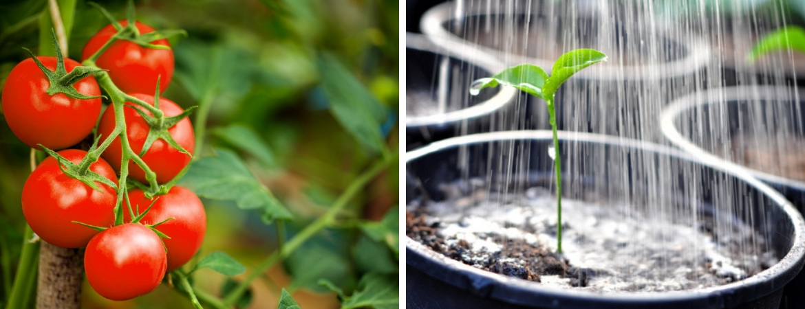 Alles voor de moestuin vindt u bij GroenRijk Middelburg