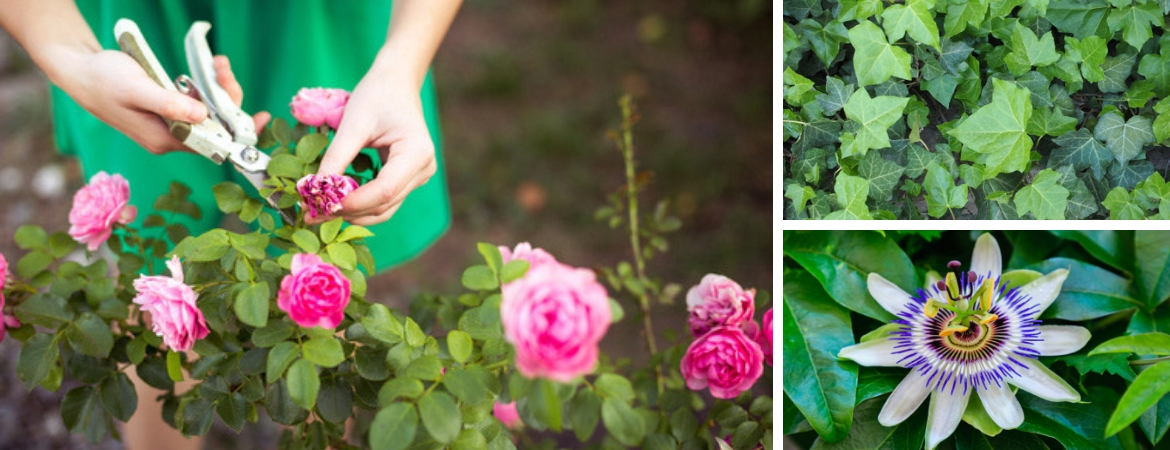 Bij GroenRijk Middelburg vindt u een ruim aanbod met klimplanten en rozen