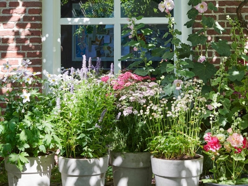 Verenigde Staten van Amerika strottenhoofd Doen Bijenvrienden: tuinplanten van de maand juli 2019 - GroenRijk Middelburg,  tuincentrum en webshop