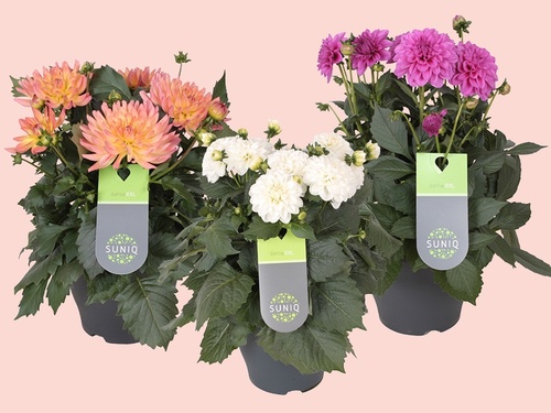 Dahlia XXL: Groots genieten in kleur