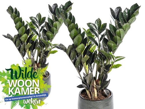 De stoere Zamioculcas!