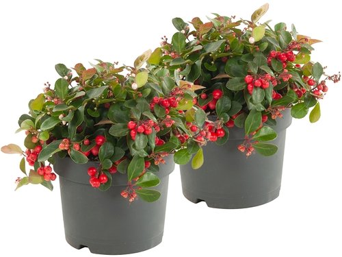 Gaultheria: winterhard en groenblijvend