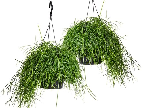 Groen koraal? Nee, de Rhipsalis!