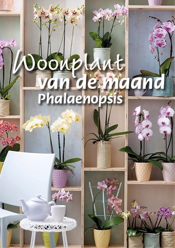Woonplant van de maand december: de Phalaenopsis