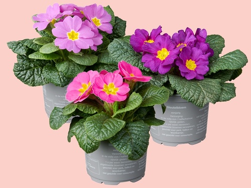 Primula: een vrolijke start van het voorjaar