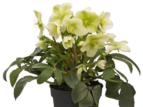 Publiekslieveling Helleborus 'Little Darling'