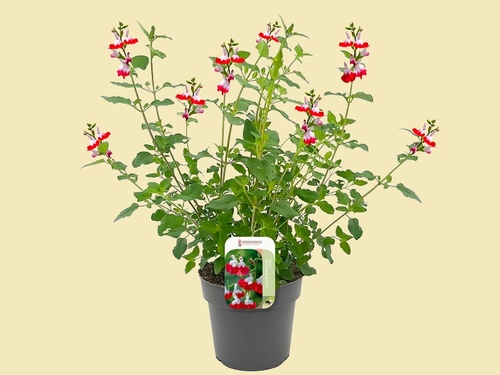 Salvia microphylla ‘Hot Lips’: Twee kleuren, eindeloos veel charme