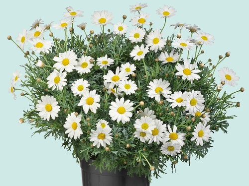 Struikmargriet– Zomer in bloei van voorjaar tot herfst