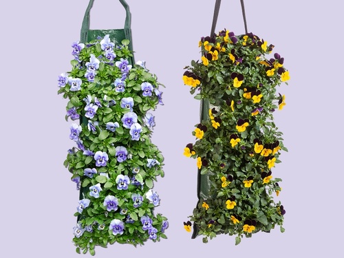 Violen in wandhanger: kleur aan de muur