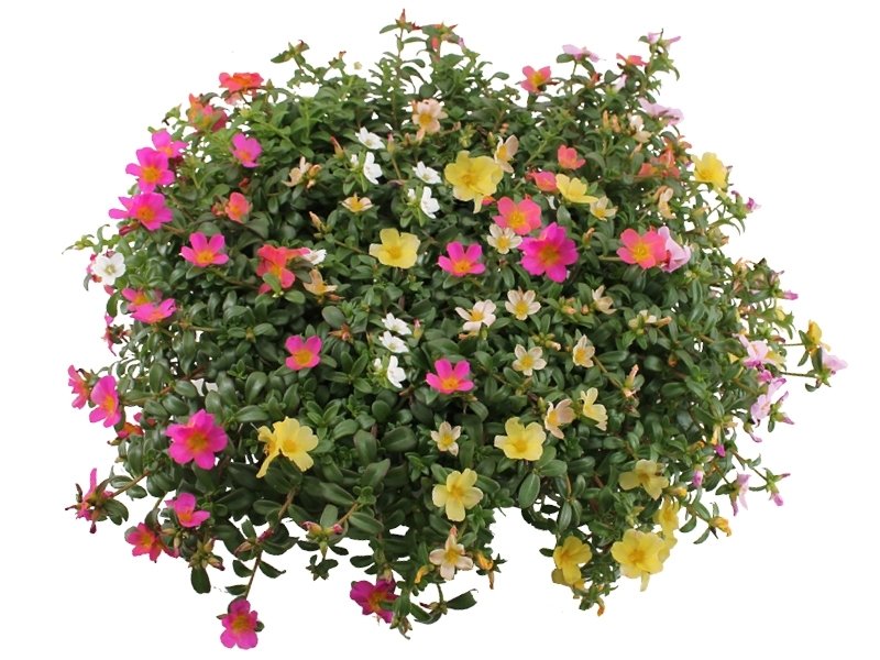 met de Portulaca - GroenRijk Middelburg, tuincentrum en webshop