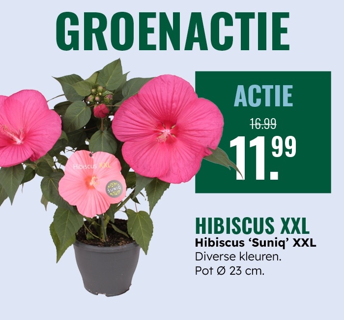 Groenactie: Hibiscus XXL