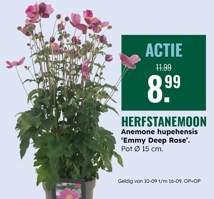 Weekaanbieding: Herfstanemoon