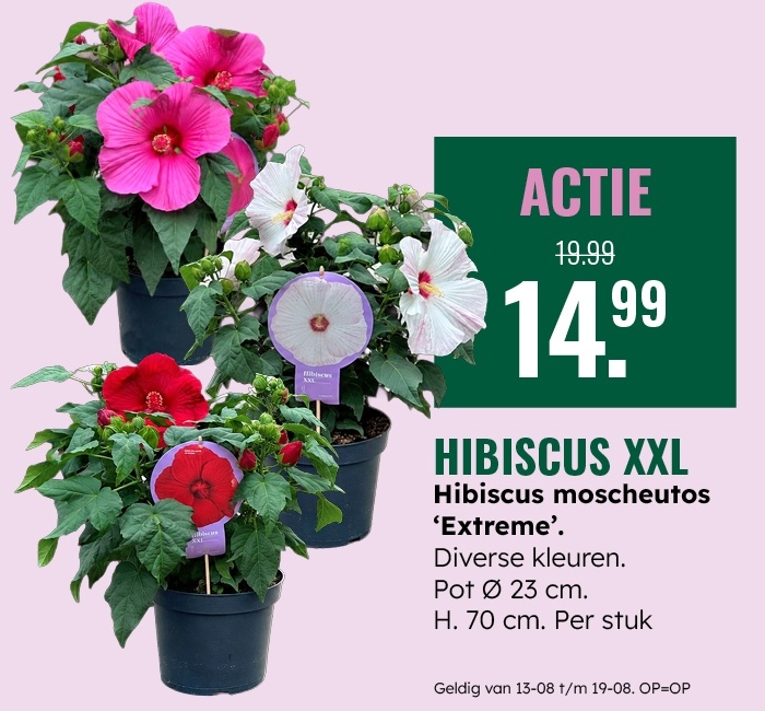 Weekaanbieding: Hibiscus XXL