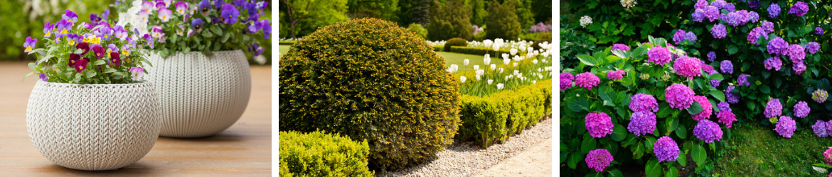 Planten kopen in Middelburg