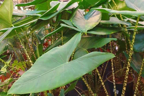 Alocasia