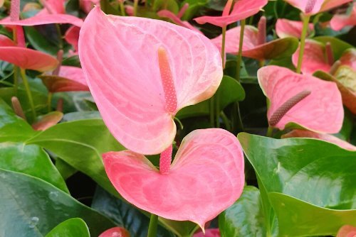 Anthurium