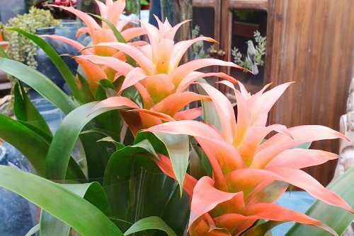 Bromelia