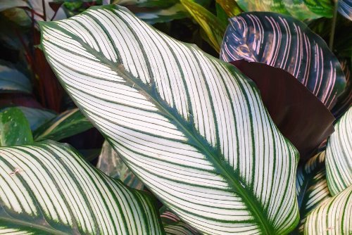 Calathea