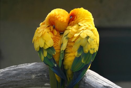 Vogels - GroenRijk Middelburg, tuincentrum