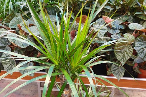 Dracaena