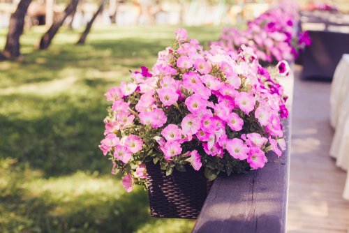 Eénjarige planten | GroenRijk Middelburg