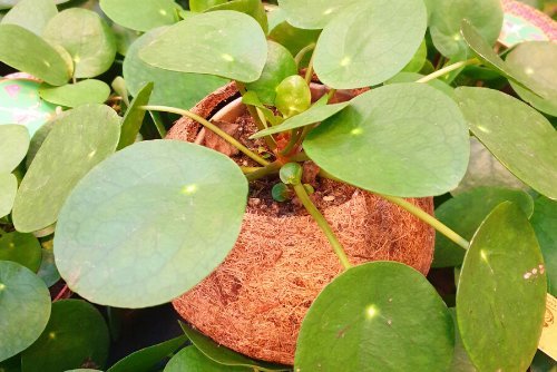 pilea plant