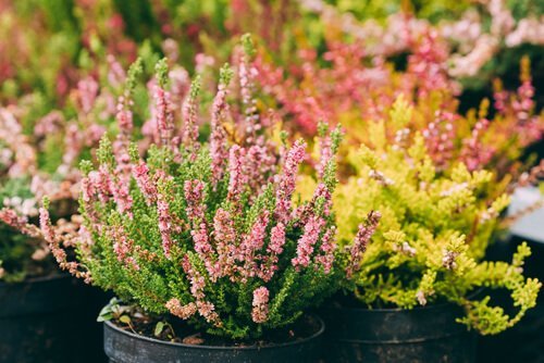 Tuinplanten kopen | GroenRijk Middelburg