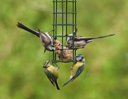 Vogels in uw tuin