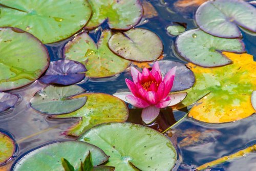 Waterplanten