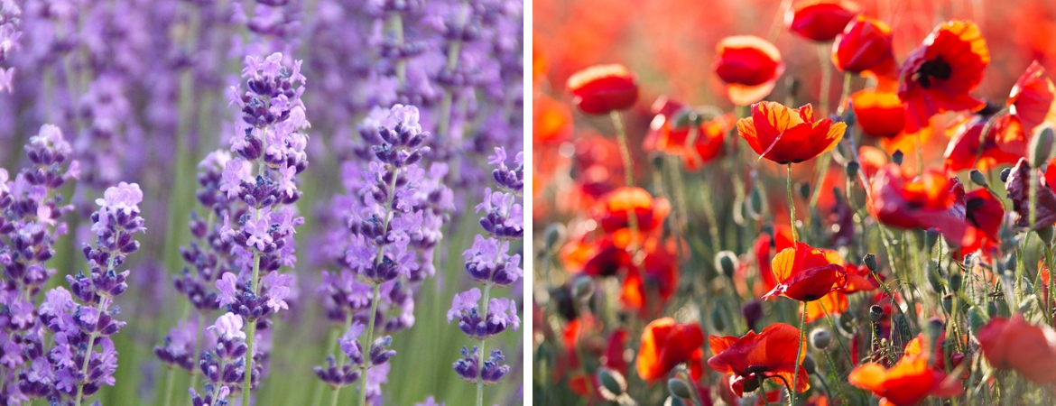 Lavendel en Klaproos | Vaste planten | GroenRijk Middelburg