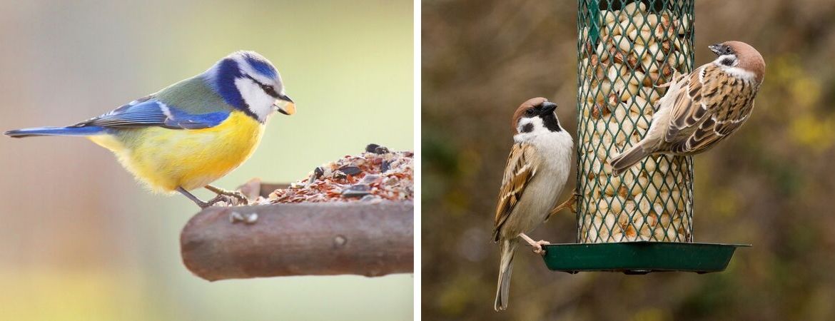 Vogels in de tuin - GroenRijk Middelburg